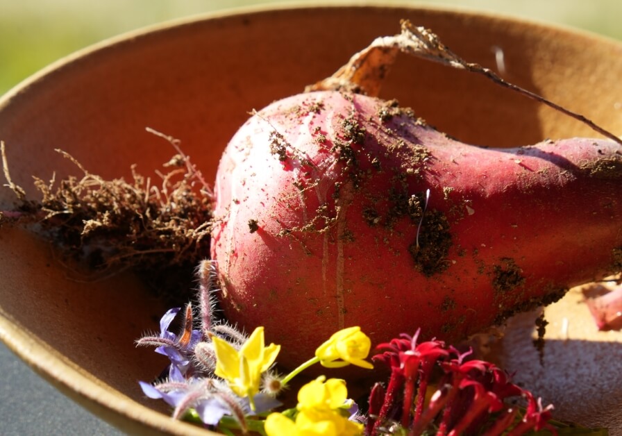茨城ガストロノミーの食体験